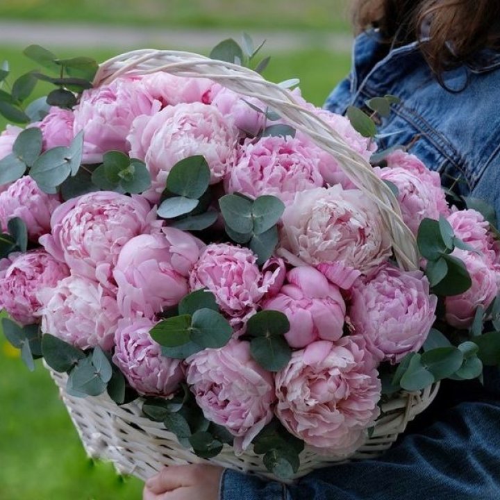 51 пион в корзине в Алматы